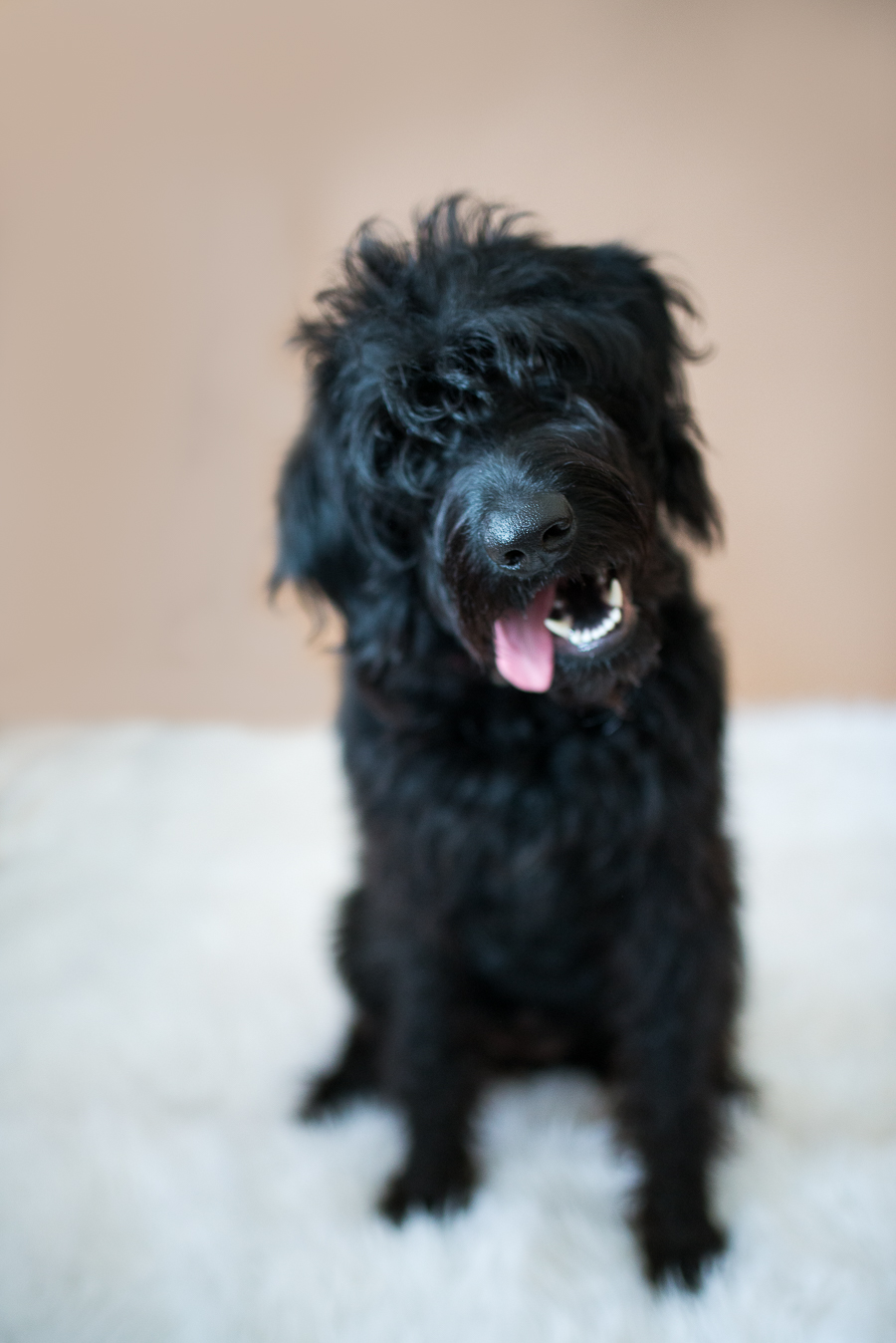 disney, the black labradoodle puppy - Alison Oliver Photography